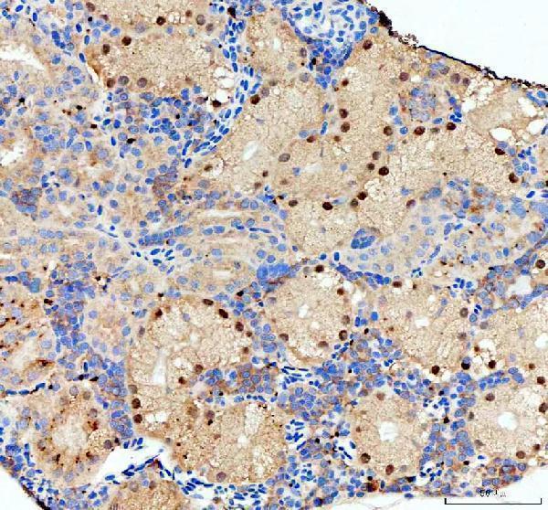azq802w4 nol10 primary antibodies ihc testing 2