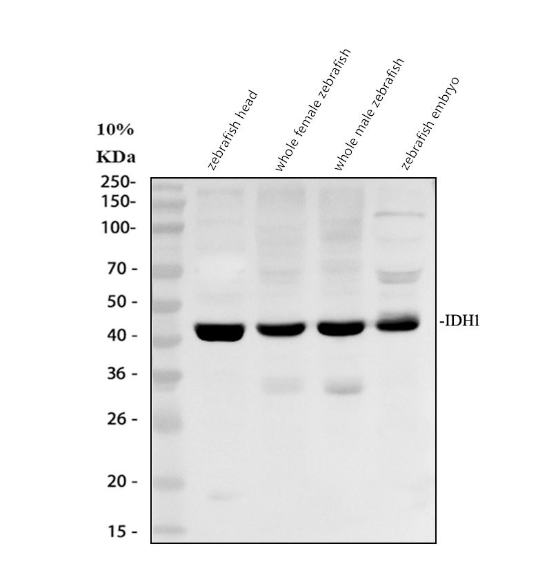 azq802y2 idh1 primary antibodies wb testing 1