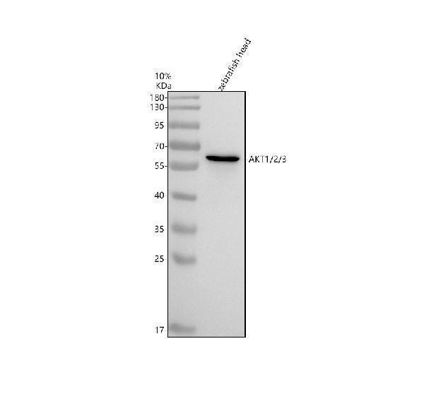 azq802y3 akt1 2 3 primary antibodies wb testing 1