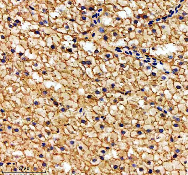 azq803b0 hspd1 primary antibodies ihc testing 4