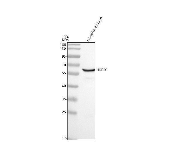 Western blot analysis of HSP60/HSPD1 using anti-HSP60/HSPD1 antibody (AZQ803B0)