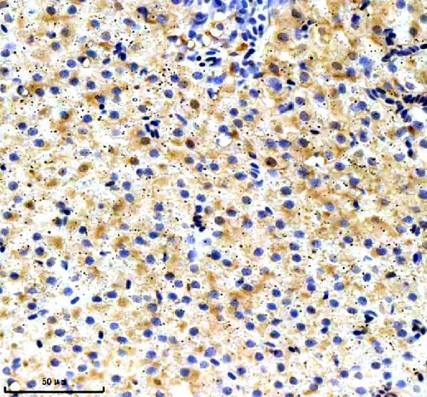 azq803j2 ube2na b primary antibodies ihc testing 1