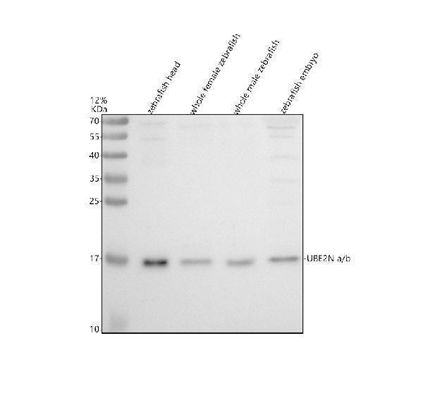 azq803j2 ube2na b primary antibodies wb testing 1