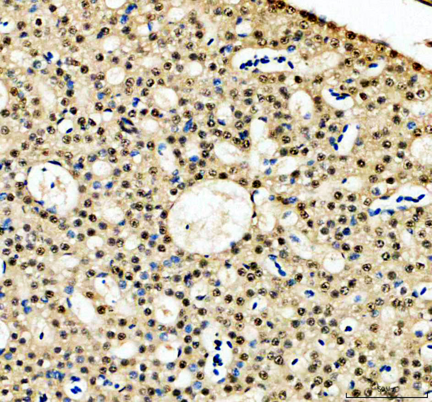 azq803j4 hnrnpc primary antibodies ihc testing 4