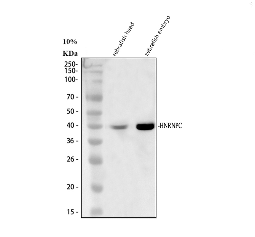 Western blot analysis of HNRNPC using anti-HNRNPC antibody (AZQ803J4)