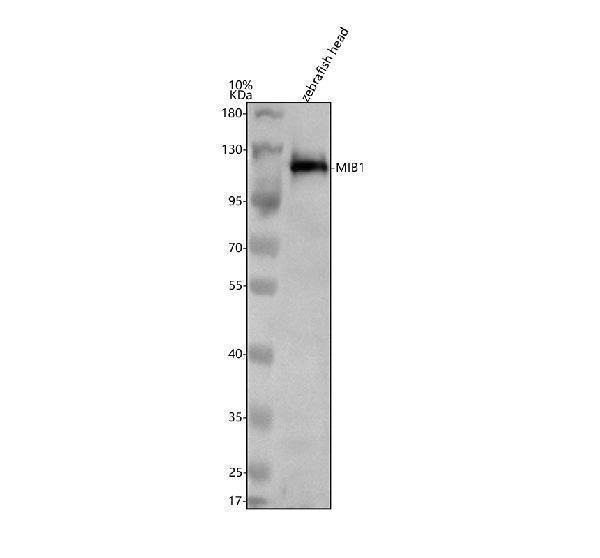  Western blot analysis of MIB1 using anti-MIB1 antibody (AZQ804S5)