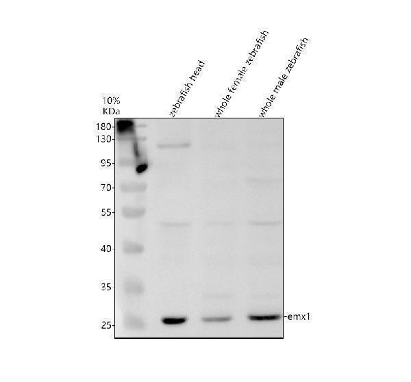 Western blot analysis of EMX1 using anti-EMX1 antibody (AZQ804S6)