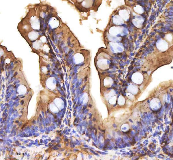 azq8av10 cxcl12a b primary antibodies ihc testing 2