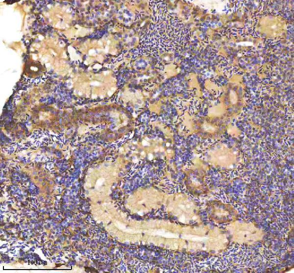 azq8av10 cxcl12a b primary antibodies ihc testing 3