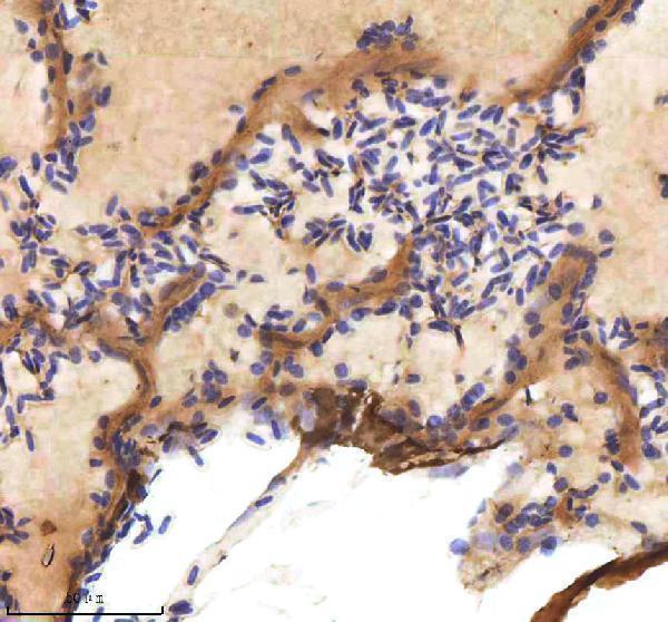 azq8av10 cxcl12a b primary antibodies ihc testing 4