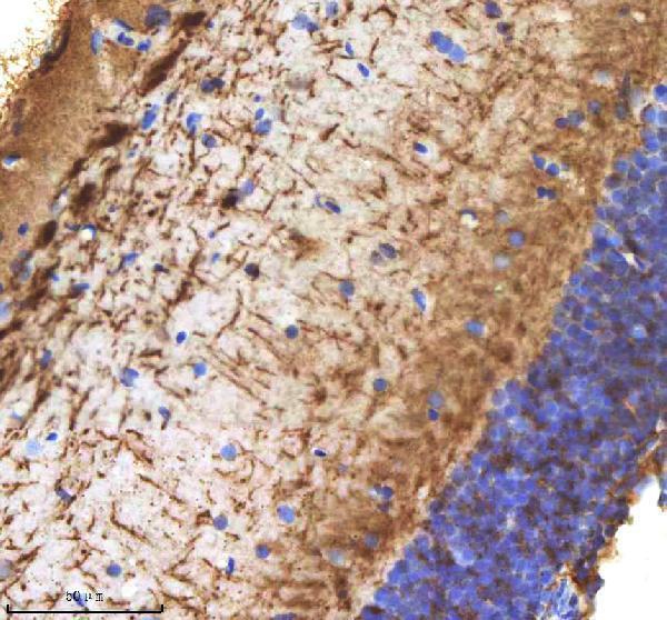 azq8av10 cxcl12a b primary antibodies ihc testing 5