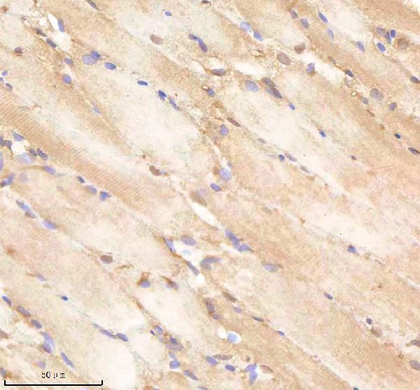 azq8aw82 pa2g4a b primary antibodies ihc testing 2