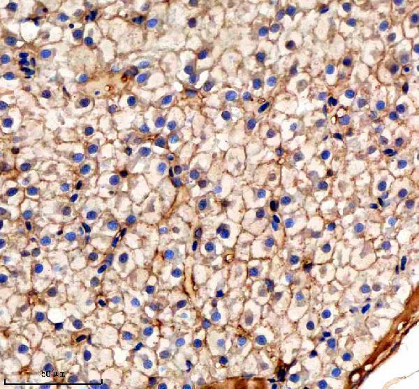 azq8aw82 pa2g4a b primary antibodies ihc testing 3