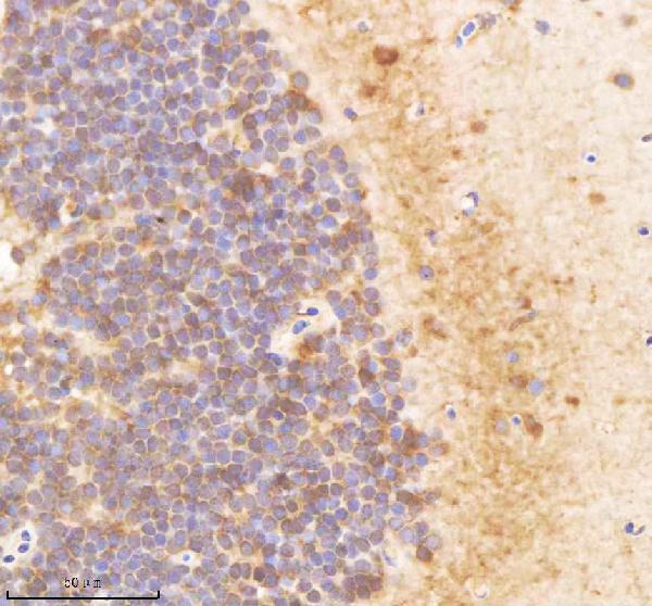 azq8aw82 pa2g4a b primary antibodies ihc testing 4