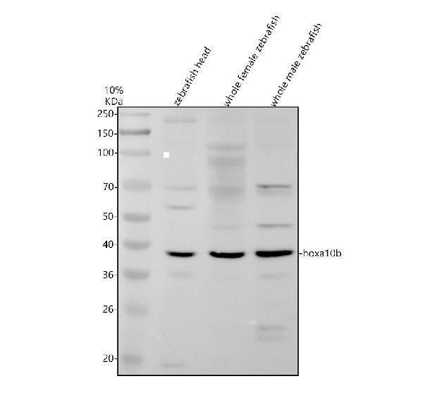 azq8awy2 hoxa10b primary antibodies wb testing 1
