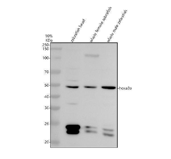 azq8awz2 hoxa3a primary antibodies wb testing 1