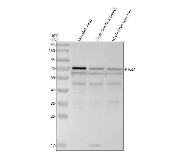 Western blot analysis of PTGS1 using anti-PTGS1 antibody (AZQ8JH44)