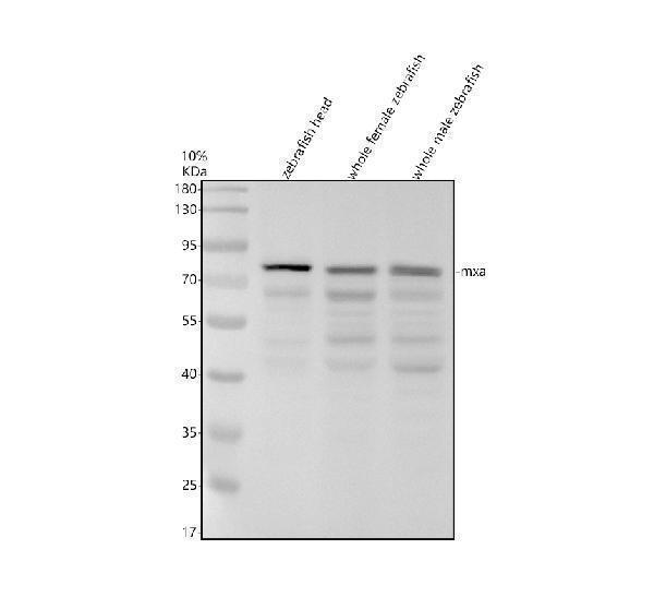 azq8jh68 mxa primary antibodies wb testing 1