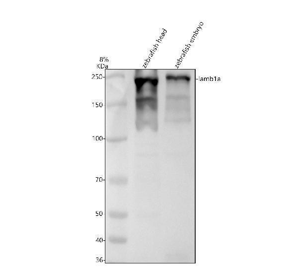 azq8jhv7 lamb1a primary antibodies wb testing 1