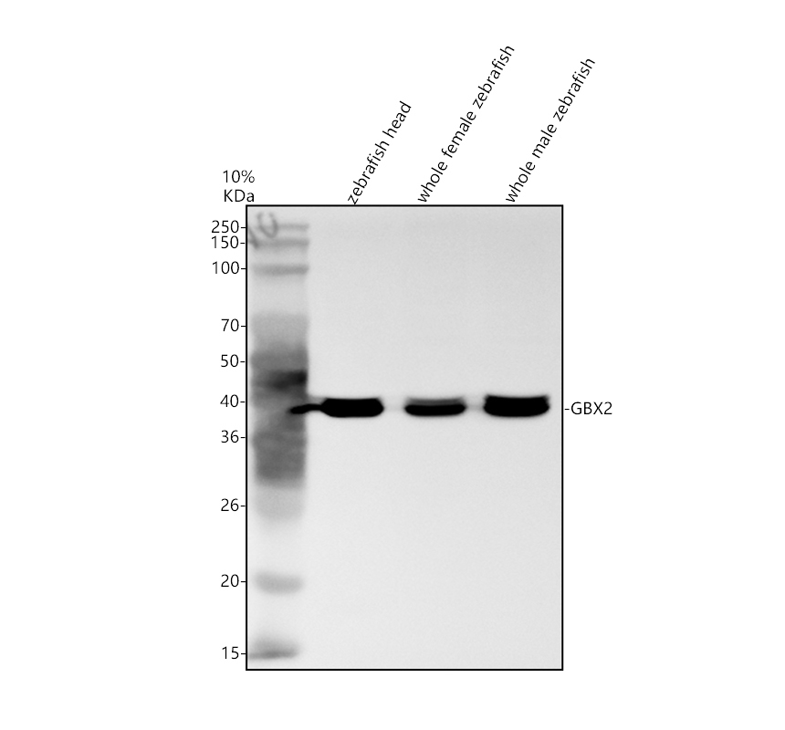 azq8qgu1 gbx2 primary antibodies wb testing 1