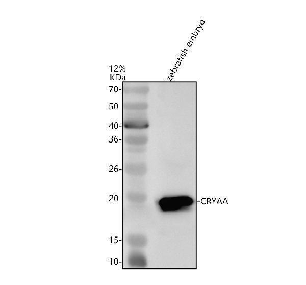 Western blot analysis of Alpha A Crystallin/CRYAA using anti-Alpha A Crystallin/CRYAA antibody (AZQ8UUZ6)