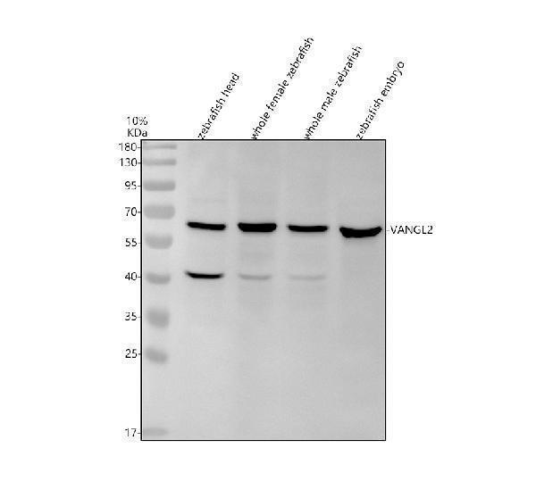 Western blot analysis of VANGL2 using anti-VANGL2 antibody (AZQ8UVJ6)