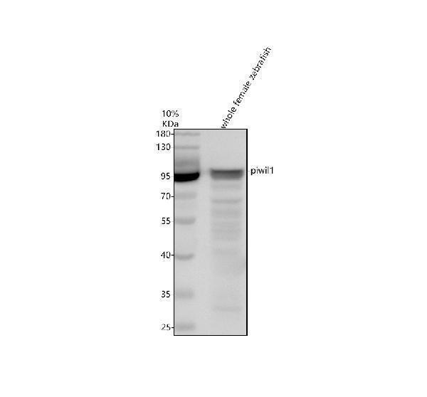 Western blot analysis of PIWIL1 using anti-PIWIL1 antibody (AZQ8UVX0)