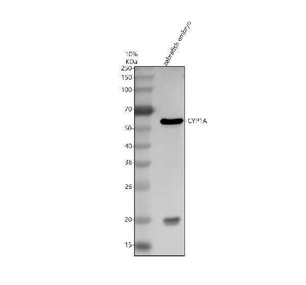 azq8uw07 cyp1a primary antibodies wb testing 1
