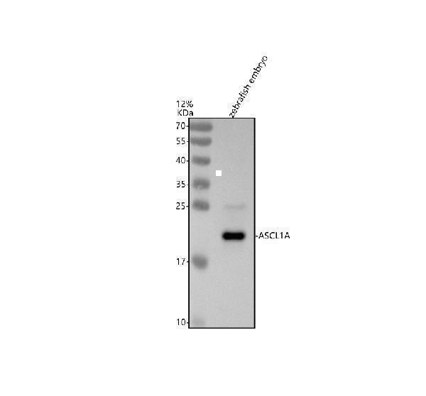 azq90259 1 ascl1a primary antibodies wb testing 1