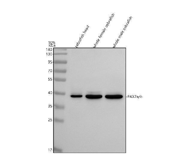 azq90268 pax2a b primary antibodies wb testing 1