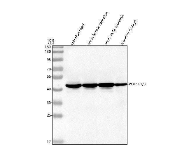 azq90270 pou5f1 3 primary antibodies wb testing 1