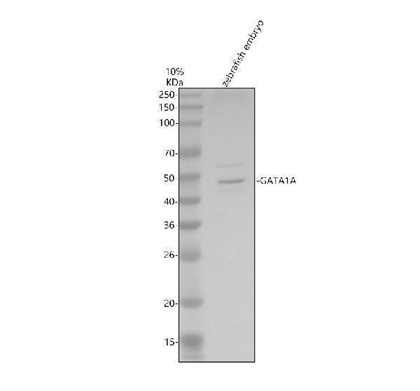 azq90410 gata1a primary antibodies wb testing 1
