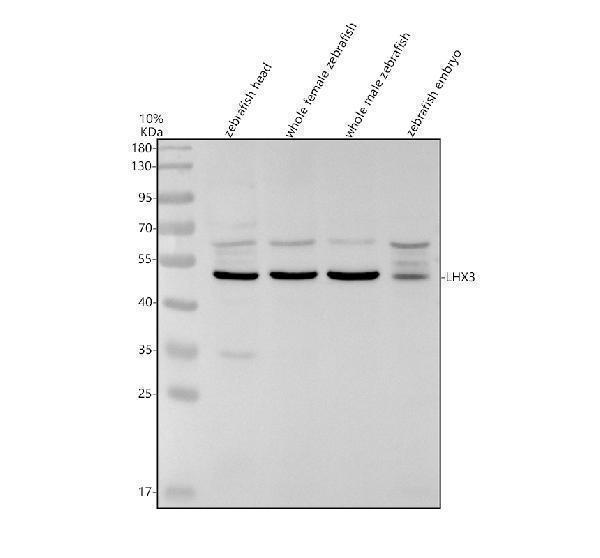 azq90421 lhx3 primary antibodies wb testing 1