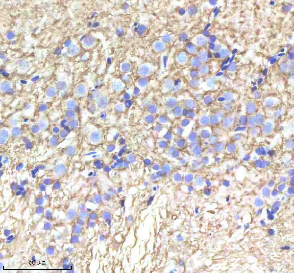 azq90460 alcama primary antibodies ihc testing 2