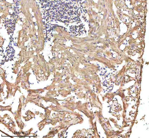 azq90460 alcama primary antibodies ihc testing 3