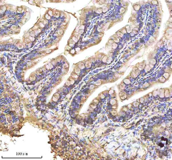 azq90460 alcama primary antibodies ihc testing 5