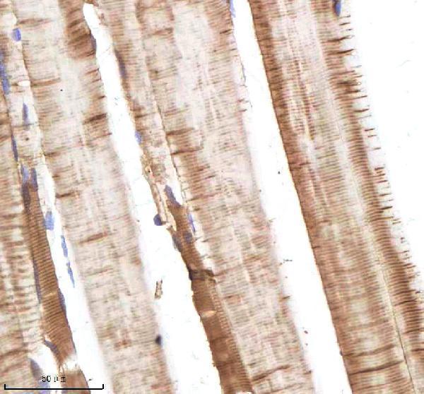 azq90460 alcama primary antibodies ihc testing 6