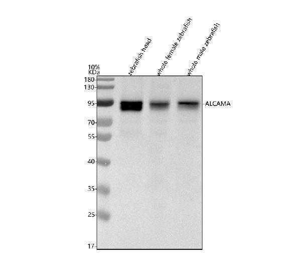 azq90460 alcama primary antibodies wb testing 1