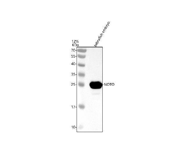 azq90461 noto primary antibodies wb testing 1