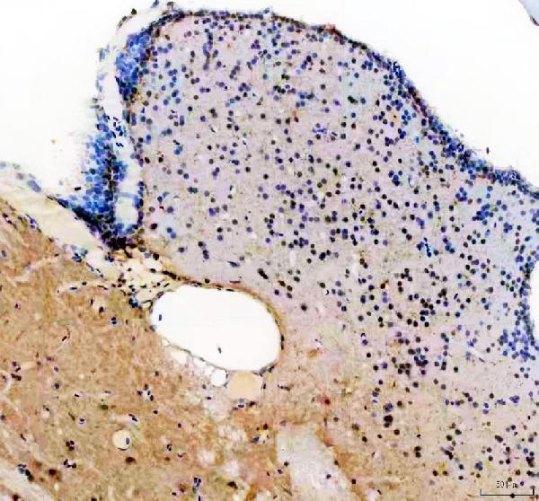 azq90466 her4 1 2 3 5 primary antibodies ihc testing 2
