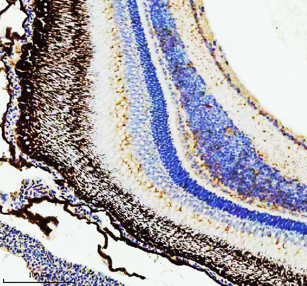  IHC analysis of HSC70/HSPA8 using anti-HSC70/HSPA8 antibody (AZQ90473)