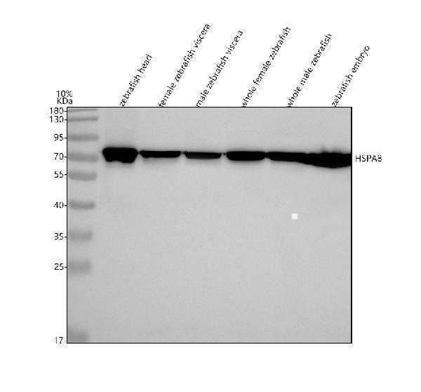  Western blot analysis of HSC70/HSPA8 using anti-HSC70/HSPA8 antibody (AZQ90473)
