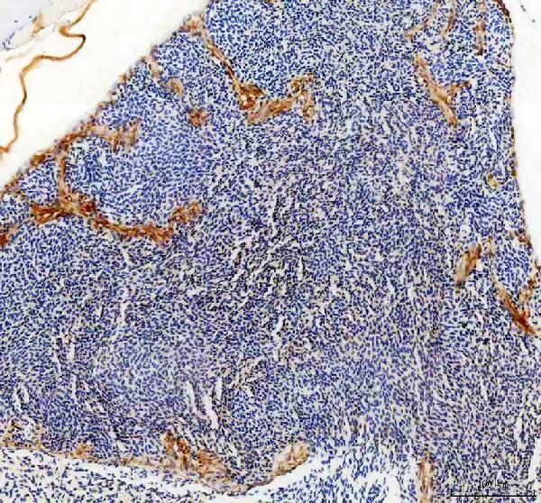 azq90474 hsp90a primary antibodies ihc testing 3