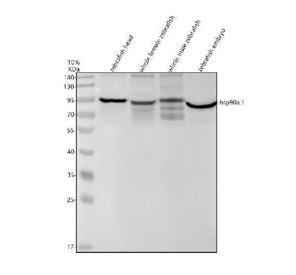 azq90474 hsp90a primary antibodies wb testing 1