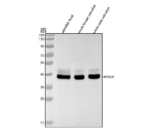  Western blot analysis of MYOD1 using anti-MYOD1 antibody (AZQ90477)