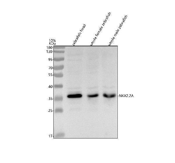 azq90481 nkx2 2a primary antibodies wb testing 1