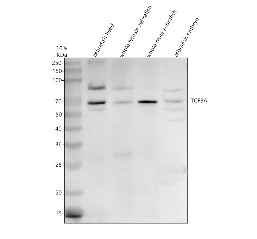 azq90491 tcf3a primary antibodies wb testing 1