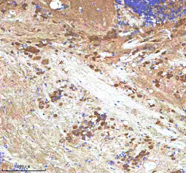  IHC analysis of IGF1 using anti-IGF1 antibody (AZQ90VV9)