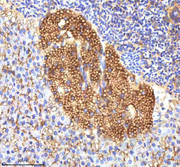  IHC analysis of IGF1 using anti-IGF1 antibody (AZQ90VV9)