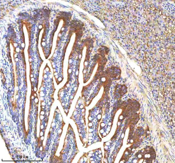  IHC analysis of IGF1 using anti-IGF1 antibody (AZQ90VV9)